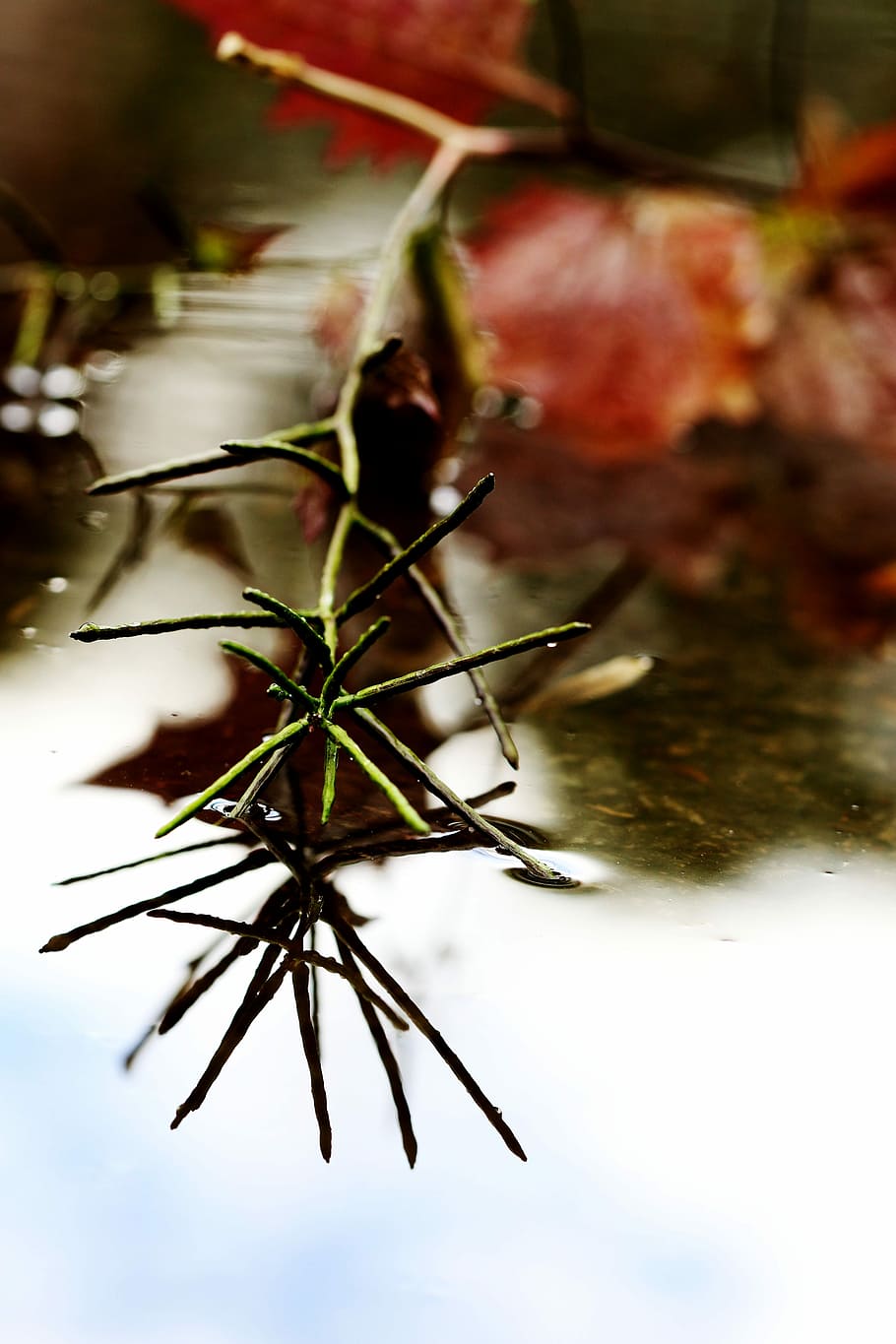 Puddle, Leaf, Weather, Nature, Water, summer, reflection, landscape HD wallpaper