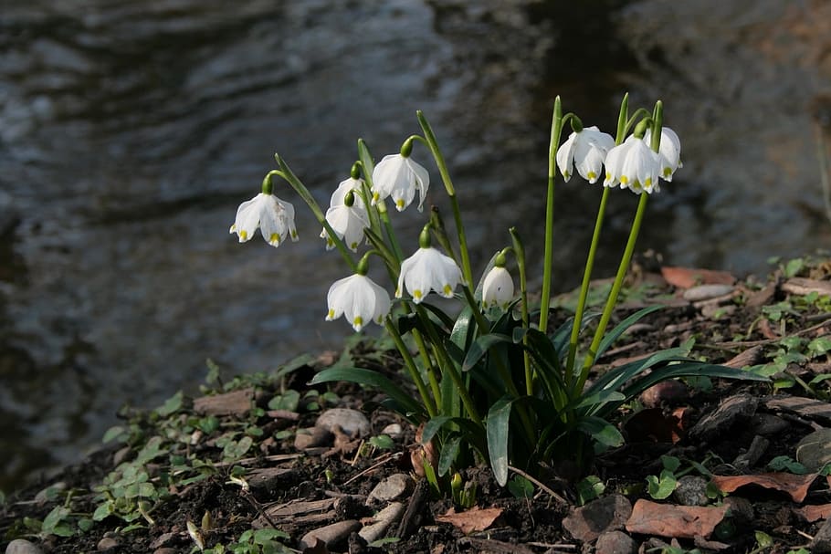 spring snowflake, spring flowers, white, nature, bloom, wild flower HD wallpaper