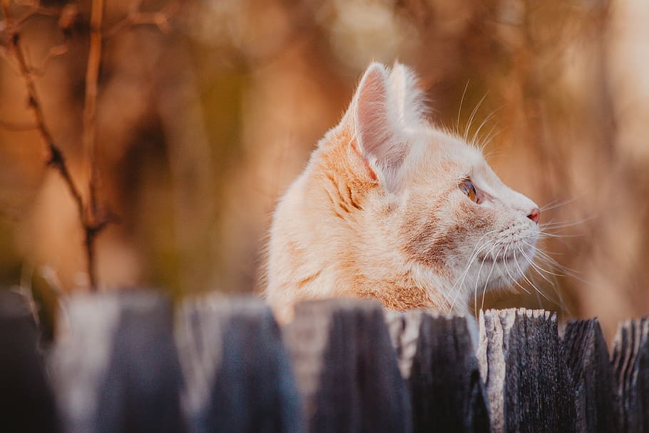 Orange Kitten, orange tabby cat on black fence, feline, ginger HD wallpaper