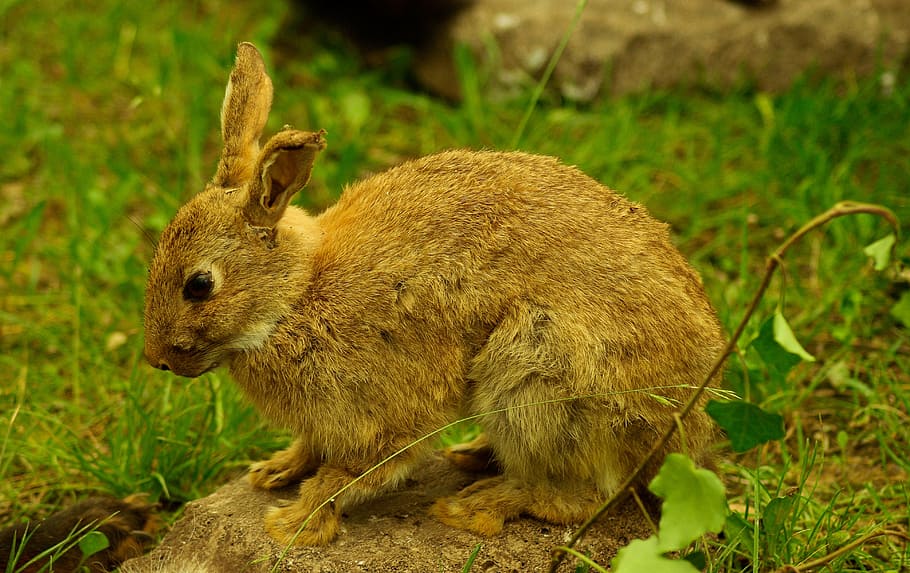 Rabbit, Game, Hunting, animal themes, one animal, animals in the wild HD wallpaper