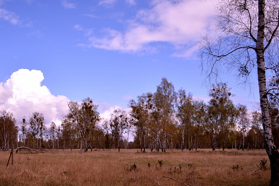 landscape, steppe, drought, nature, wide, clouds, shrubs, trees HD wallpaper