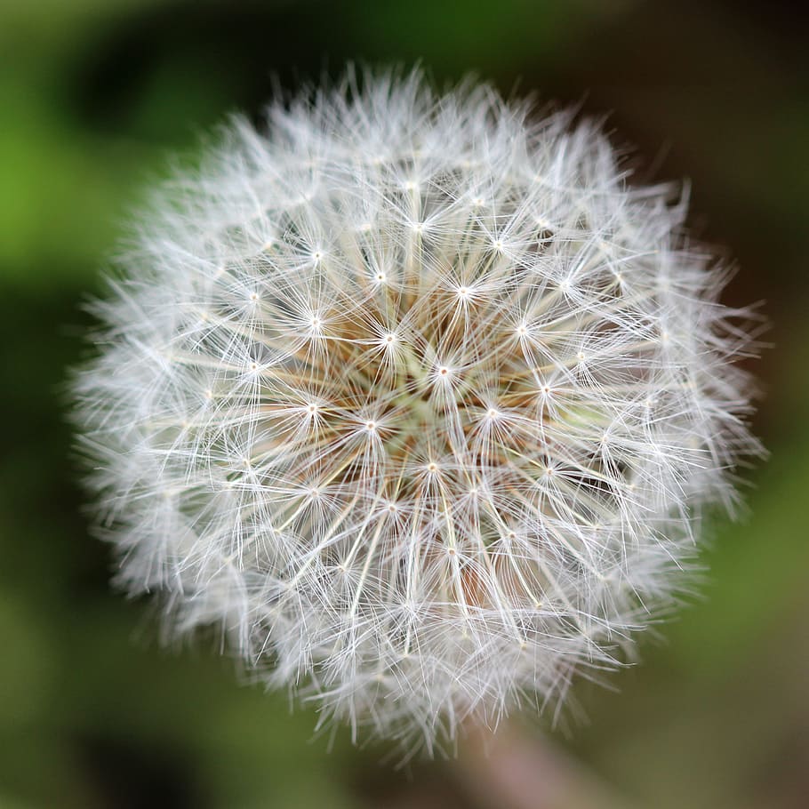 dandelion, seeds, seed head, weed, plant, meadow, outdoors HD wallpaper