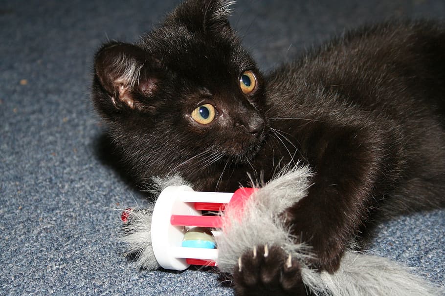cat, black, animals, play, mammal, animal themes, domestic HD wallpaper