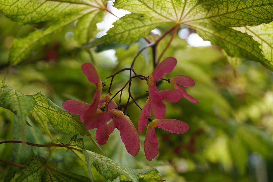 maple, leaves, maple leaf, green, red, close, color, plant HD wallpaper