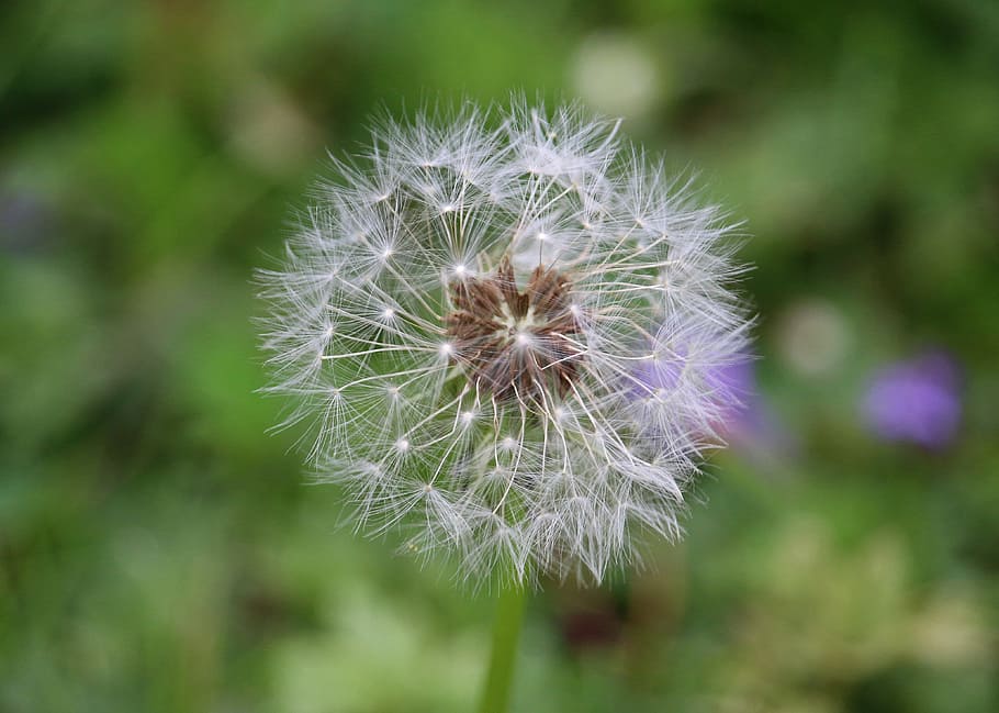 Dandelion, Seeds, Boll, Flower, Summer, meadow, nature, white HD wallpaper
