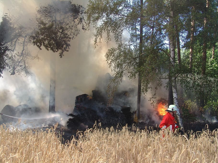 fire, brand, fire fighting, fire delete, tree, plant, nature HD wallpaper