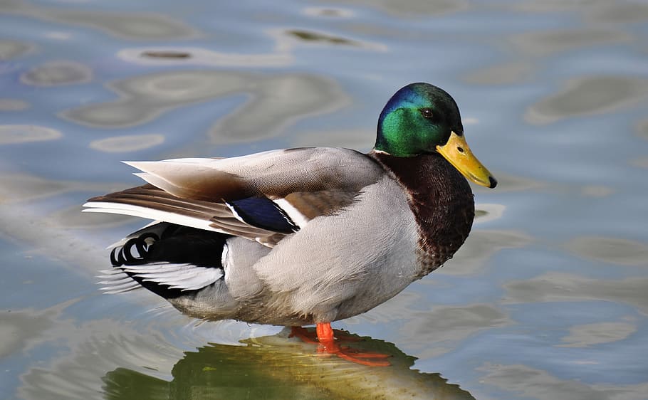green, gray, and brown mallard duck in body of water, white and green mallard duck on body of water