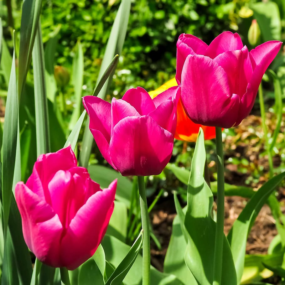 tulips, flower, nature, spring, flowers, pink, schnittblume HD wallpaper
