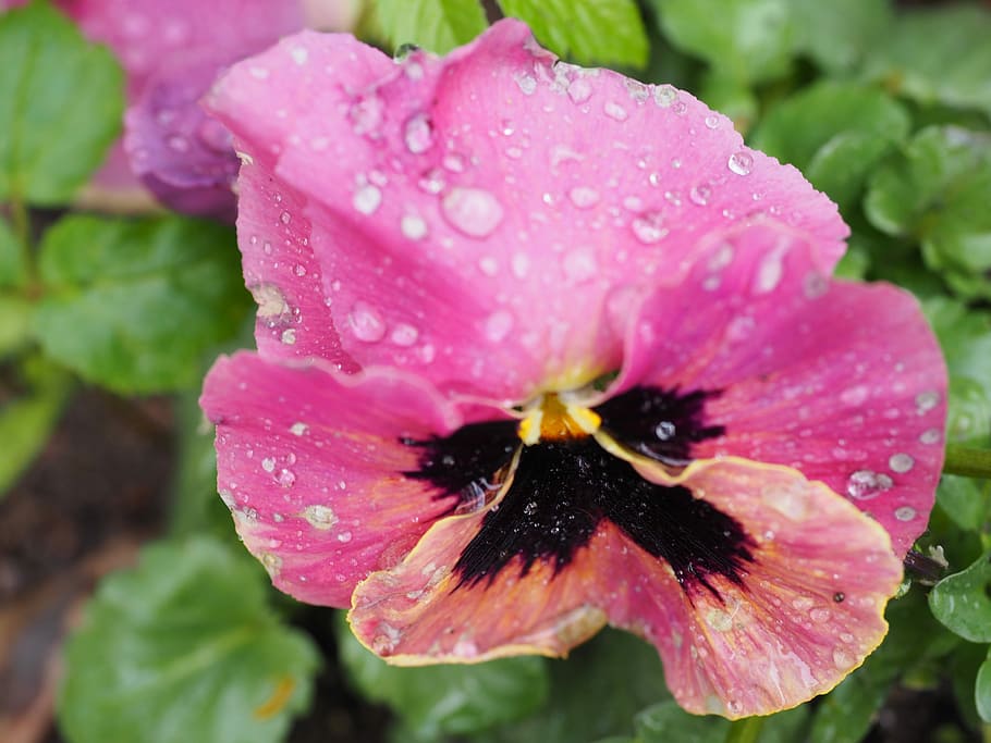 Flower, Spring, Nature, Plant, Bloom, pansy, petal, pink color HD wallpaper