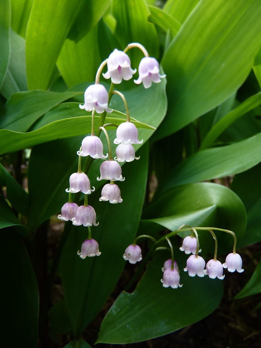 white flowers, Lily Of The Valley, Nature, Bell, spring, may, HD wallpaper