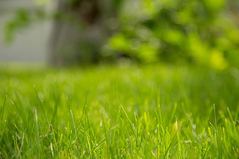 Bức ảnh về cánh đồng cỏ xanh mướt sẽ khiến bạn cảm thấy như đang được tản bộ trong thiên nhiên.