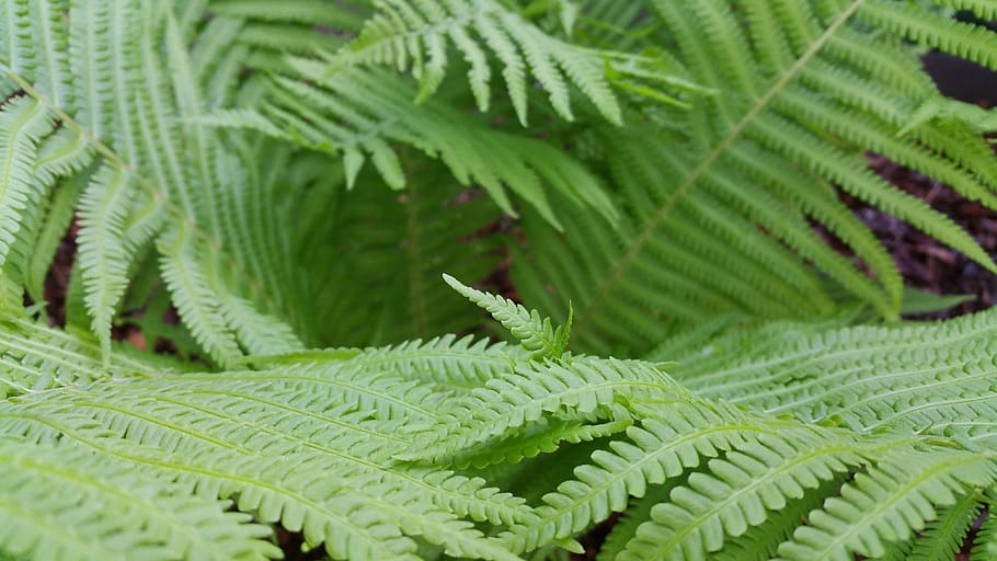 nature, green, leaf, green color, plant, plant part, growth HD wallpaper