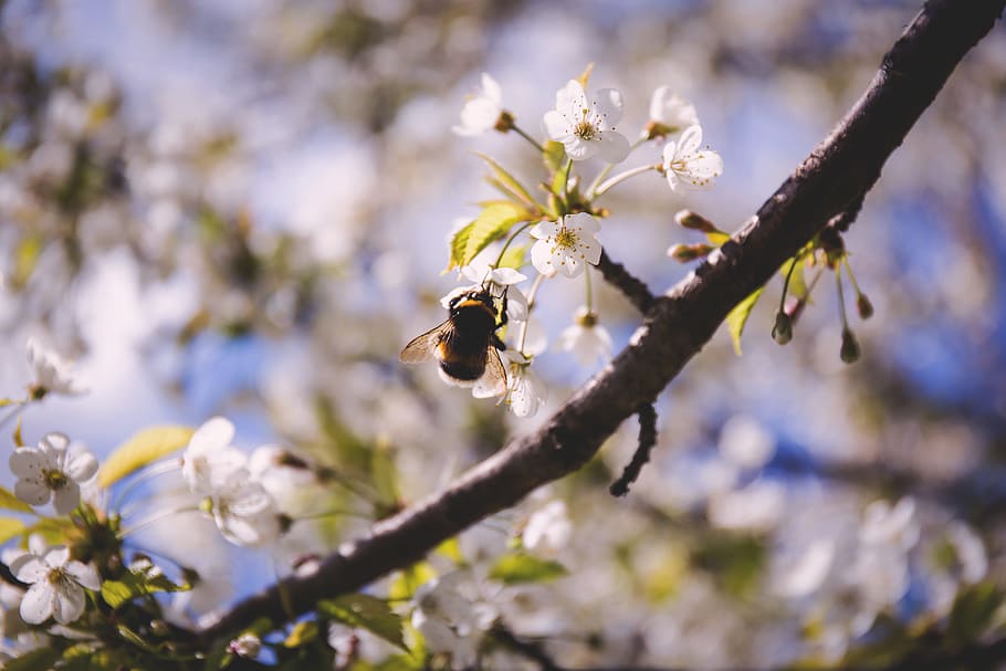 bee, blossoms, insect, nature, pollination, spring, twig, flower HD wallpaper