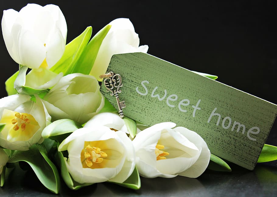 white tulips with sweet hone card labeled bouquet, tulipa, shield