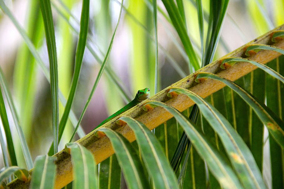 Reptile, Plant, Cactus, Agave, Tropics, aloe vera, caribbean HD wallpaper