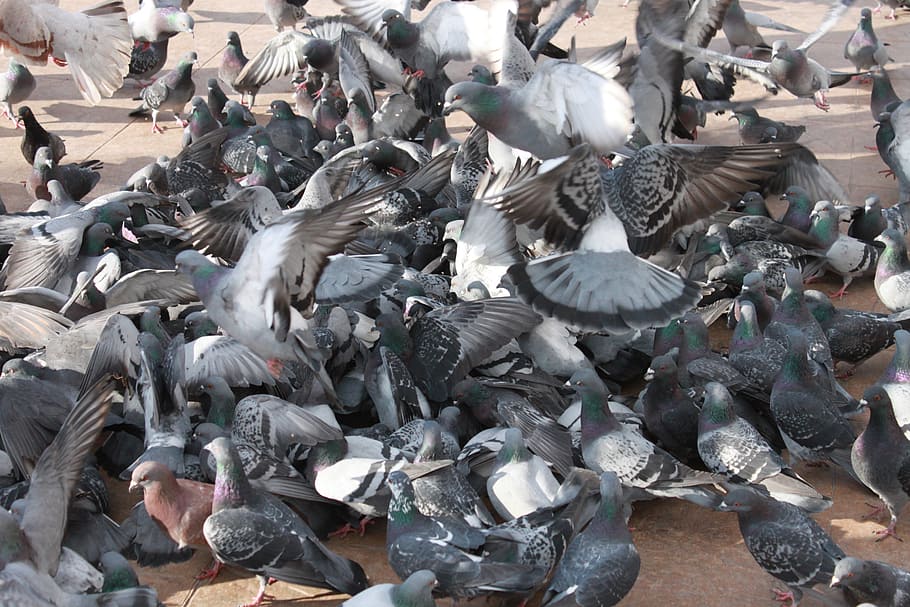 close-up, flock, flying, pigeons, square, town, birds, animals in the wild HD wallpaper