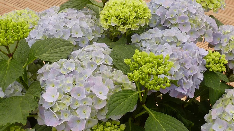 hydrangeas, flowers, blue, close, freshness, beauty in nature HD wallpaper