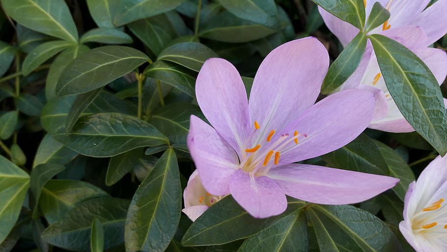 autumn crocus, flower, leaf, beauty in nature, plant part, flowering plant HD wallpaper