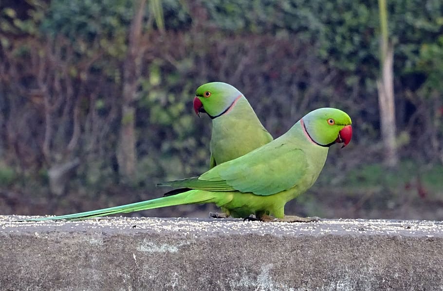 two green birds, parakeet, tropical, parrot, fauna, rose-ringed parakeet, HD wallpaper