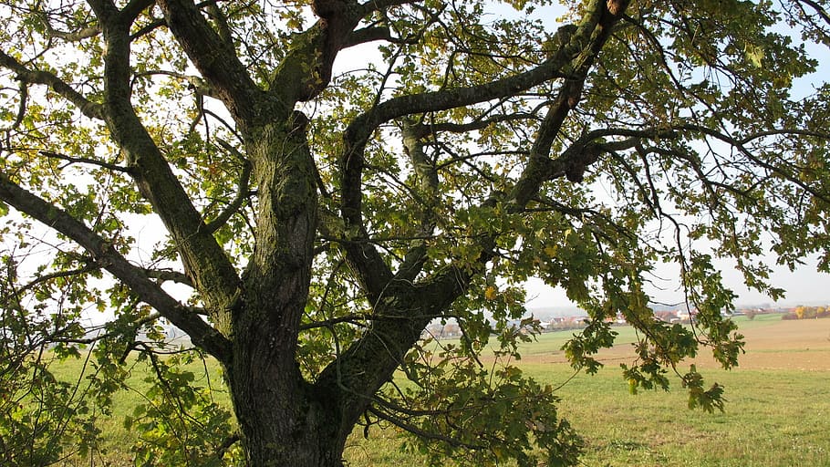 tree, oak, branch, old oak, gnarled, moss, plant, growth, nature HD wallpaper