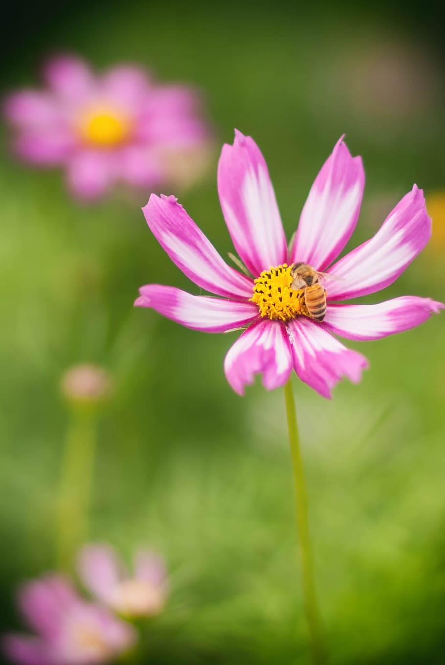 Spring, Flower, Scenery, the scenery, nature, plant, summer HD wallpaper