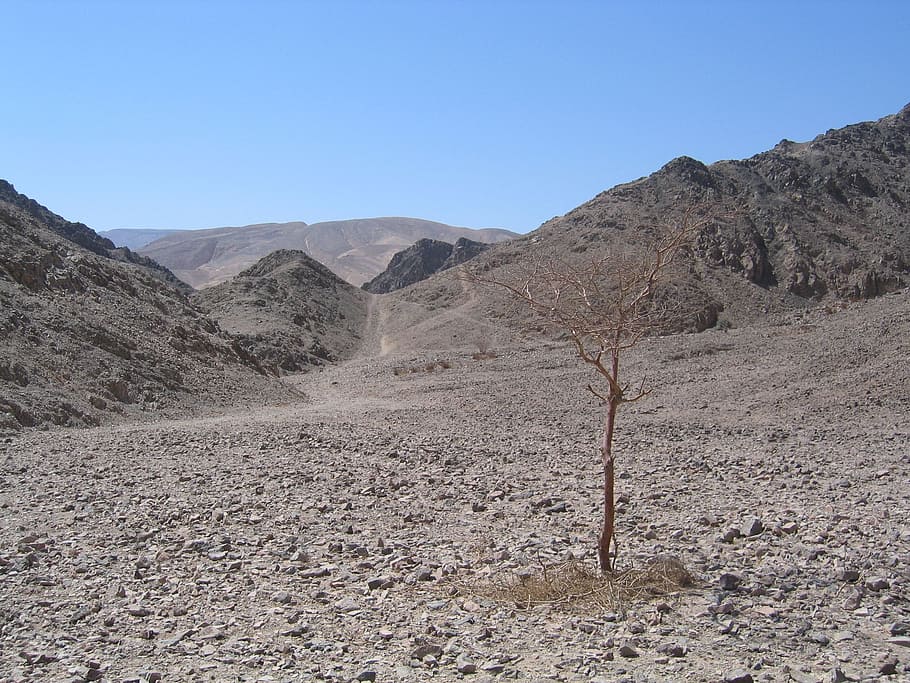 Desert, Dry, Tree, Alone, Hot, mountain, arid climate, day HD wallpaper