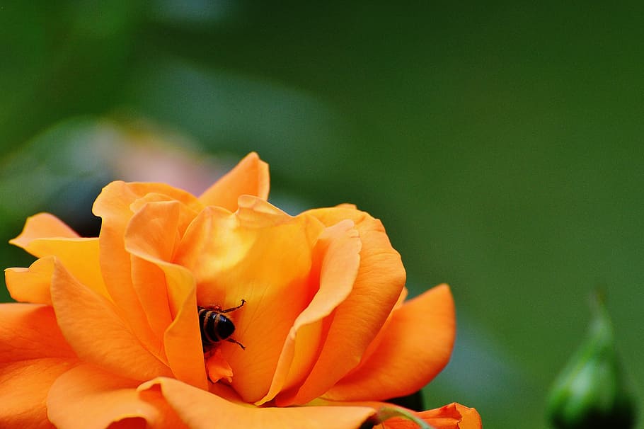 rose, bee, orange, blossom, bloom, flower, orange roses, close HD wallpaper
