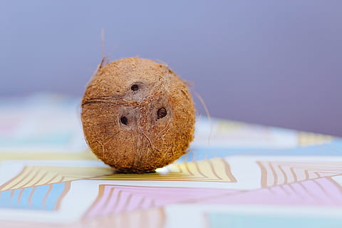brown coconut shell, tropical, fruit, summer, exotic, food HD wallpaper