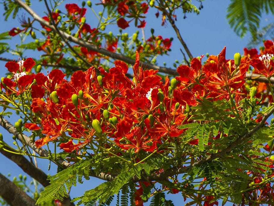 flourishing tree, red, bright, nature, leaf, autumn, multi Colored HD wallpaper