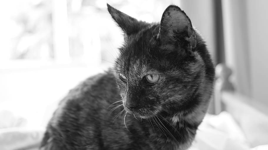 cat, animal, kitten, cute, eyes, whiskers, black and white HD wallpaper