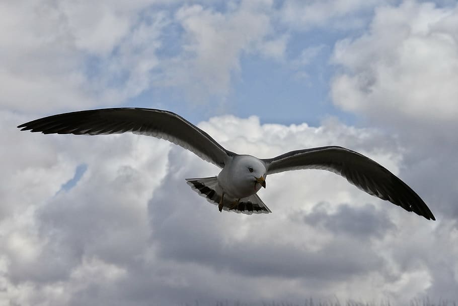 animal, sky, cloud, coast, sea gull, seagull, seabird, wild animal HD wallpaper