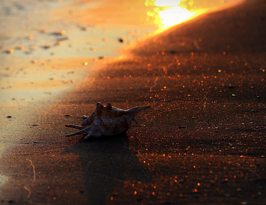 clam, sand, sun, red, water, sunset, nature, one animal, sunlight HD wallpaper