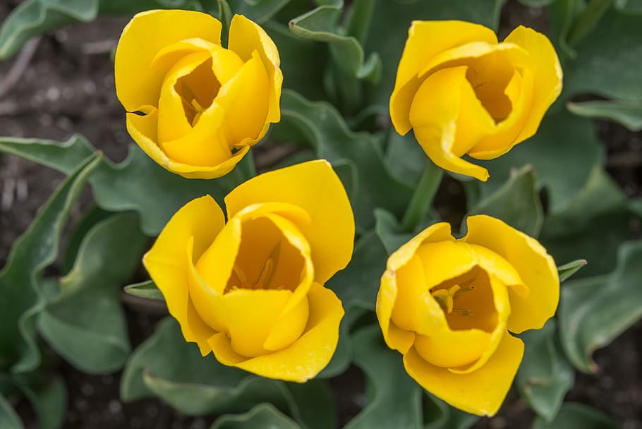 Yellow, Tulips, Fields, Spring, Flower, floral, blossom, garden HD wallpaper