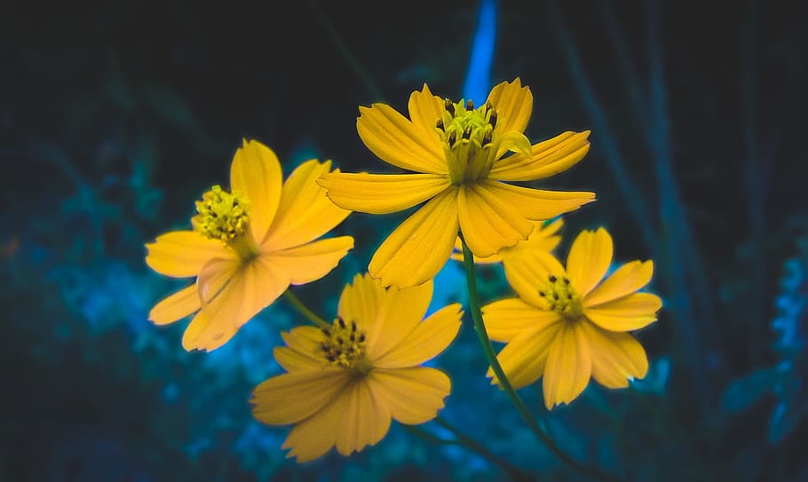 nature, flower, flora, summer, outdoors, color, flowering plant HD wallpaper