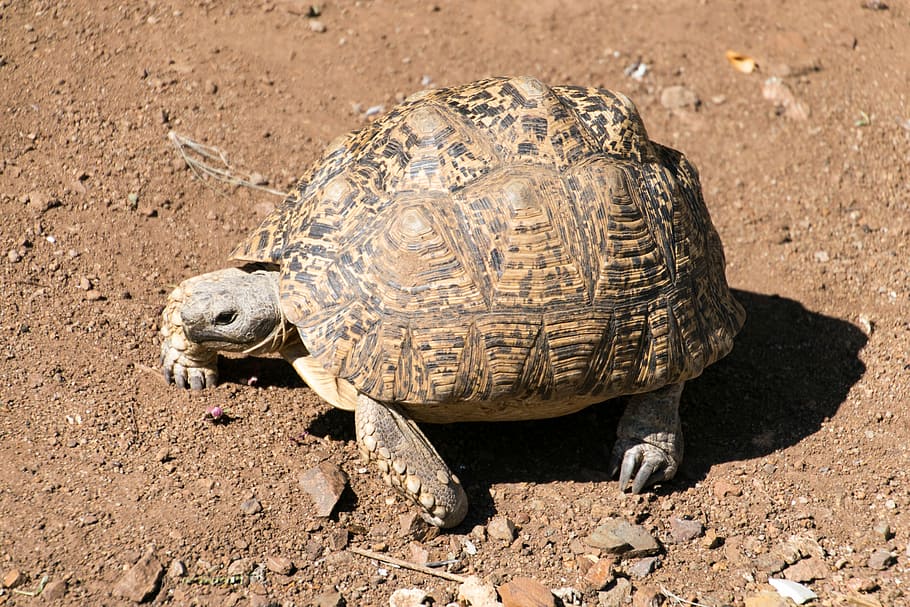 Turtle, Leopard Tortoise, Testudinidae, one animal, animal wildlife HD wallpaper
