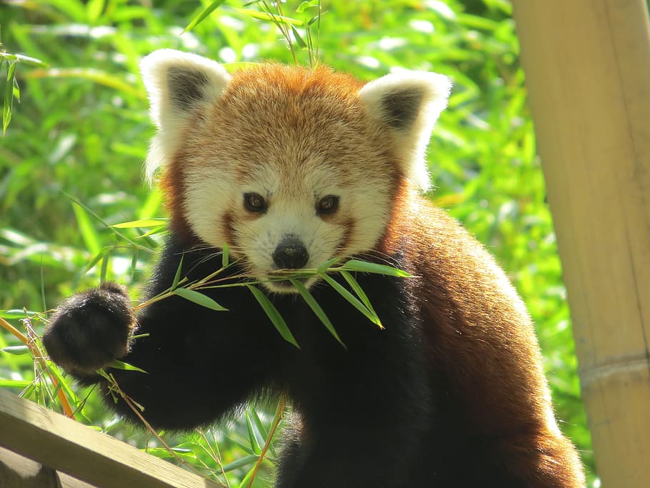 red panda eating grass during daytime, Roux, Animal, Cute, Bamboo, HD wallpaper