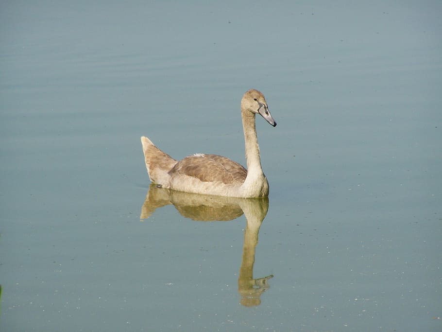 Cygnet, Water Bird, Water Surface, reflection, one animal, animals in the wild HD wallpaper