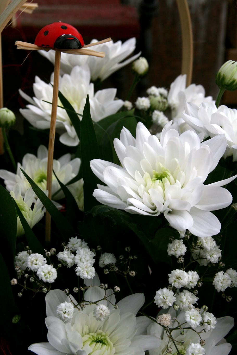 Baja, Flower, White, Spring, nature, plant, petal, flower Head HD wallpaper