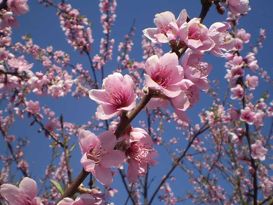 flowers, peach, roses, spring, flowered, garden, pink flower HD wallpaper