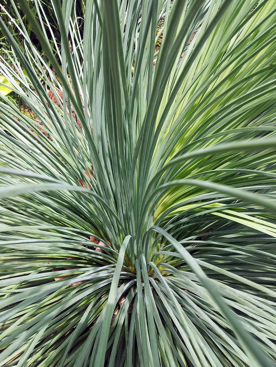 desert, needle, shape, leaves, plant, natural, botanical, organic HD wallpaper