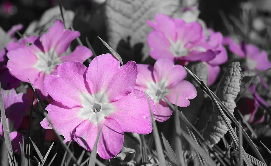 primrose, violet, flowers, primula, nature, spring, macro, public record HD wallpaper