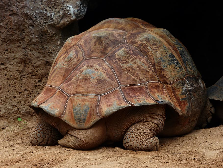 Turtle, Panzer, Tail, Feet, turtle tail, turtle feet, from the rear HD wallpaper