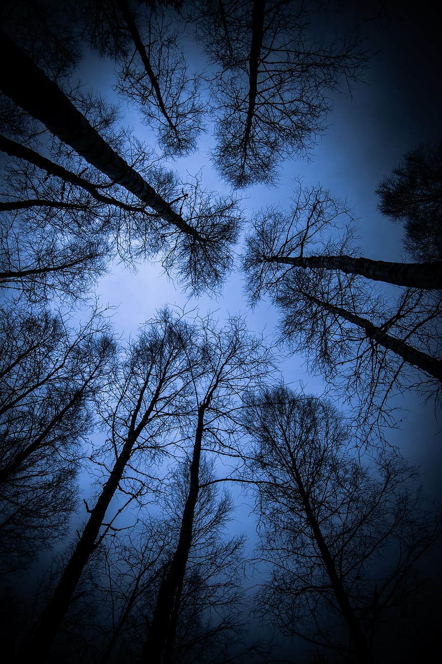 silhouette trees in low angle shot, wood, from top to bottom