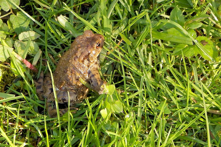 Common Toad, Amphibian, Bufo Bufo, nature, frog, animals in the wild HD wallpaper