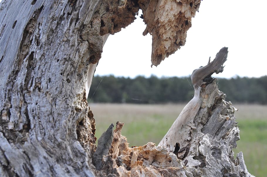 landscape, nature, tree, trunk, tree trunk, plant, focus on foreground HD wallpaper