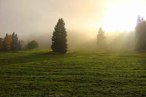 green leaf trees on grass field during golden hour, light through clouds HD wallpaper