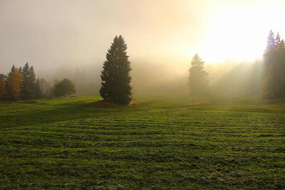 green leaf trees on grass field during golden hour, light through clouds HD wallpaper