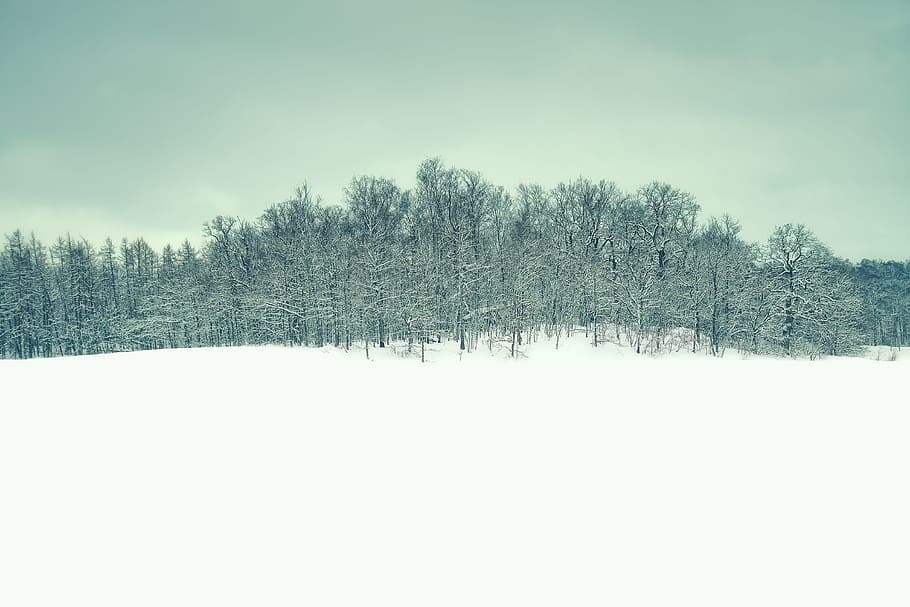 photo of snowfield during daytime, Winter, Landscape, Forest HD wallpaper
