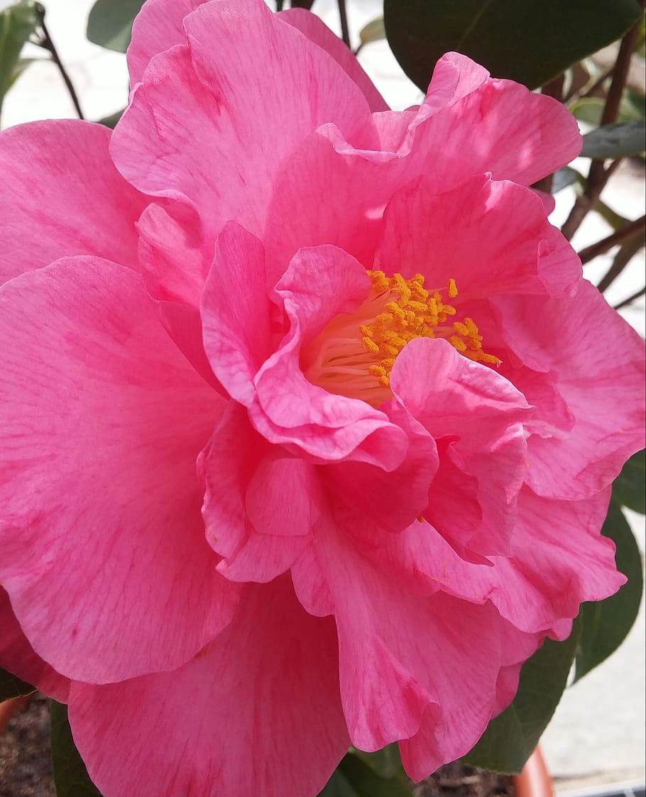 Spring, Flower, Bloom, camelia, before, plants, flowers, pink flowers HD wallpaper