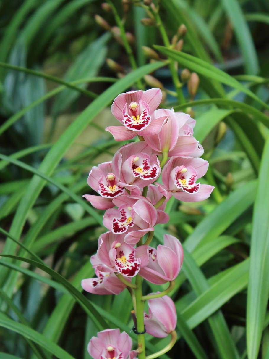 Orchid, Flower, Spring, nature, plant, petal, flower Head, pink Color HD wallpaper